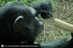 Arricchimento-ambientale-bamboo-con-yougurt-Scimpanze_-Pan-troglodytes
