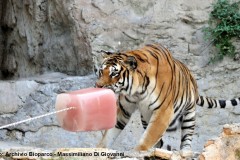 Arricchimento-ambientale-ghiacciolo-con-sangue-Tigre_-Panthera-tigris