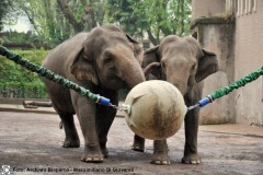 Arricchimento-ambientale-palla-elastica-e-risonante-Elefante-asiatico_-Elephas-maximus
