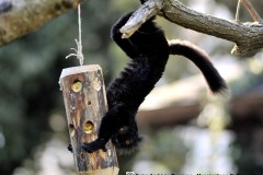 Arricchimento-ambientale-tronchetto-ripieno-di-frutta-Lemure-nero_-Eulemur-macaco
