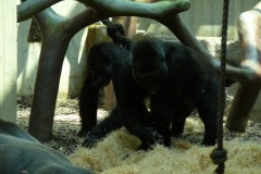Gorilla-che-interagiscono-con-substrato-di-rafia