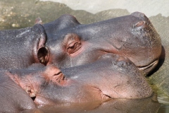 Ippopotamo-anfibio-Hippopotamus-anphibius