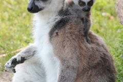 Lemure-catta-con-cucciolo