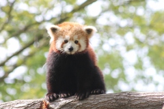 Panda-minore-Ailurus-fulgens
