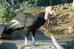 Condor-della-California-Gymnogyps-californianus