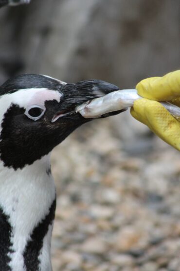 Pasto di un Pinguino sud-africano (Spheniscus demersus)